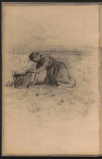 Woman digging potatoes