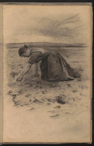 Woman digging potatoes