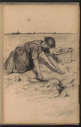 Woman digging potatoes