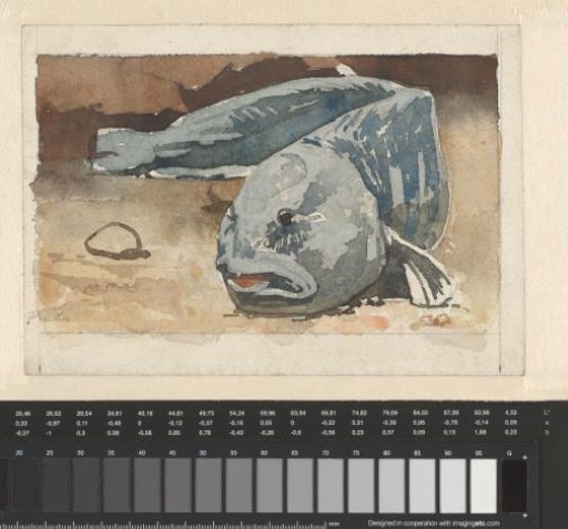 Fish
