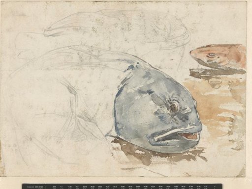 Composition of Fish