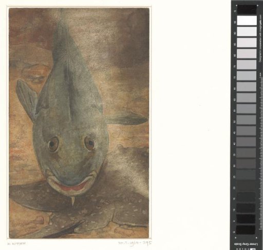 Fish seen from the front