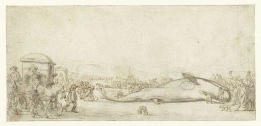 The stranded sperm whale at Noordwijk in 1629