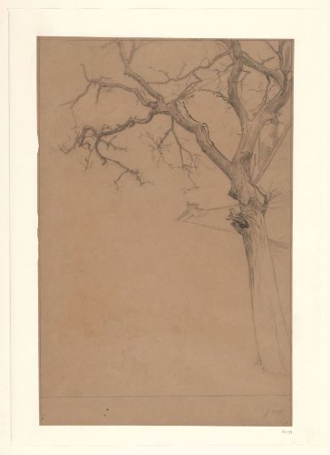 Study of a leafless tree