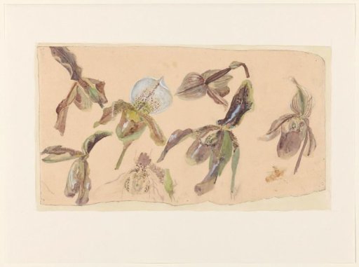 Seven studies of orchids