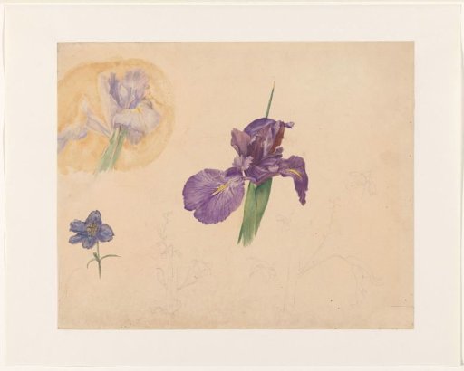 Studies of an iris and delphinium