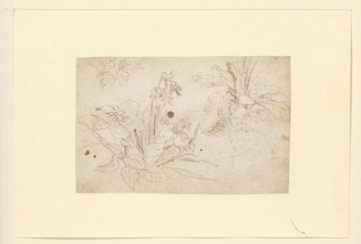 Studies of Plants