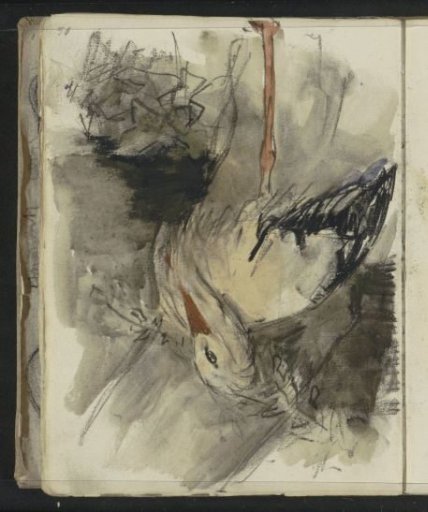 Stork