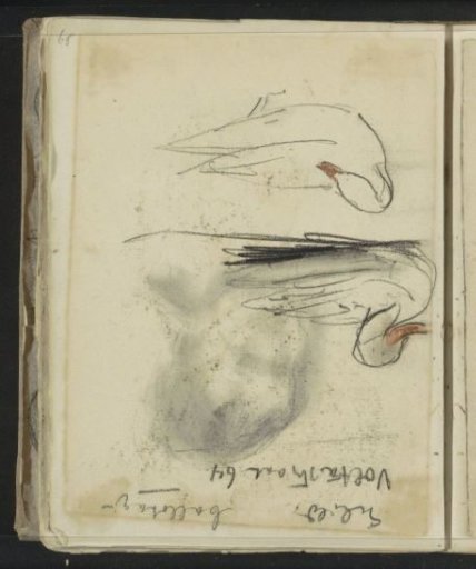 Two Ducks and a Head