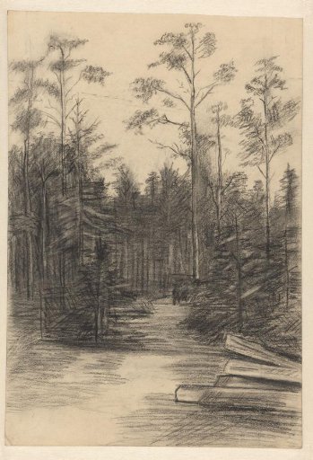 Forest Path between Pines