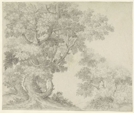 Study of Two Groups of Trees