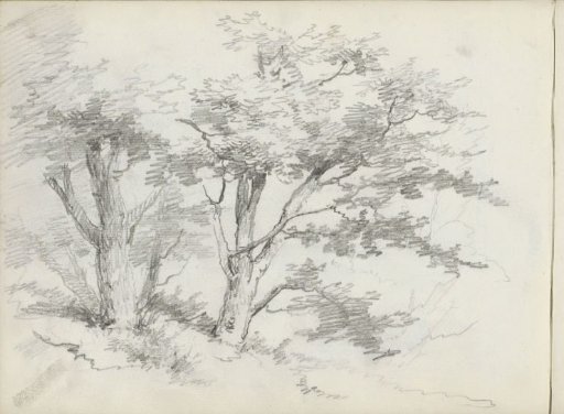 Two Trees