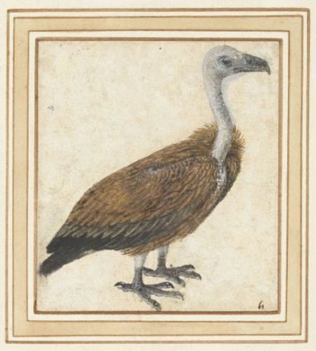 Young Griffon Vulture (Gyps fulvus)