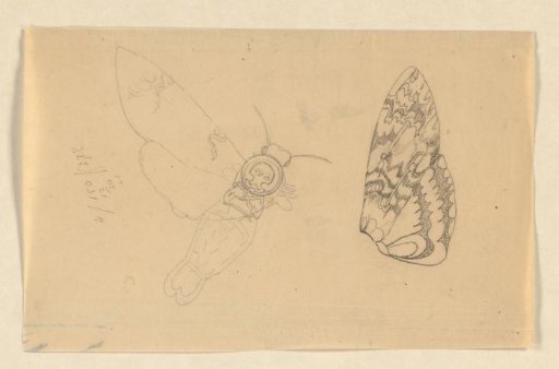 Study of a death's-head moth and a butterfly wing