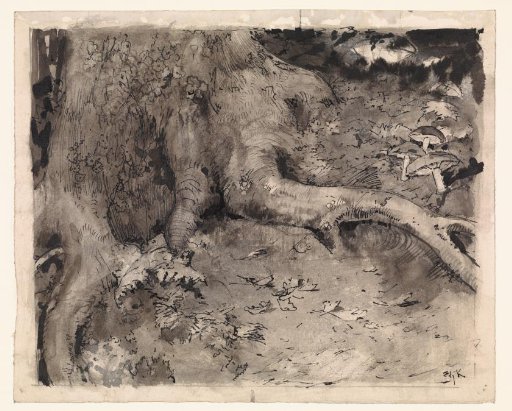 Base of a tree with mushrooms