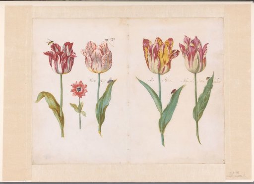 Leaf from a Tulip Book