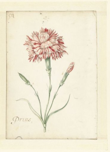 Carnation