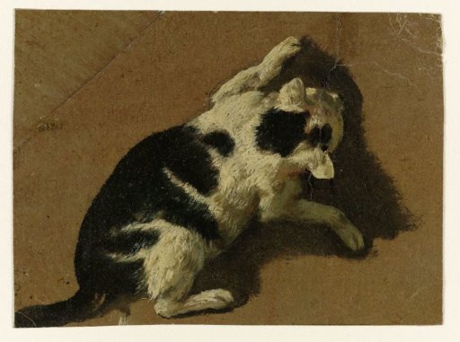 Cat playing by a wall