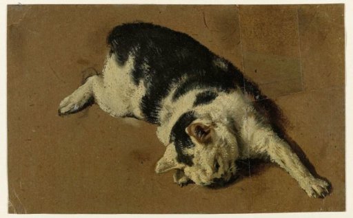 Cat lying on its side, left front paw extended