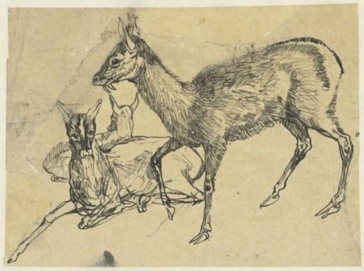 Three deer
