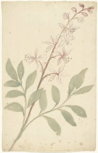 Flower study