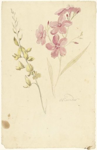 Oleander and gorse
