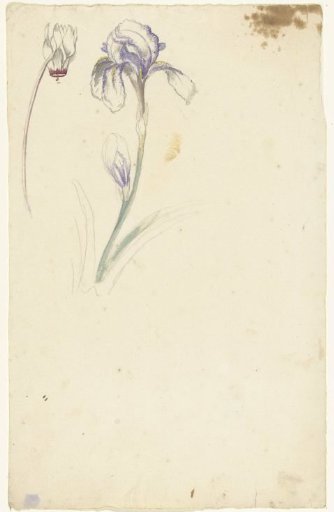 Study of iris and cyclamen