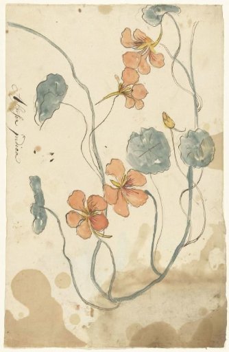 Indian cress