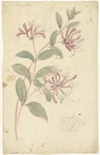 Honeysuckle
