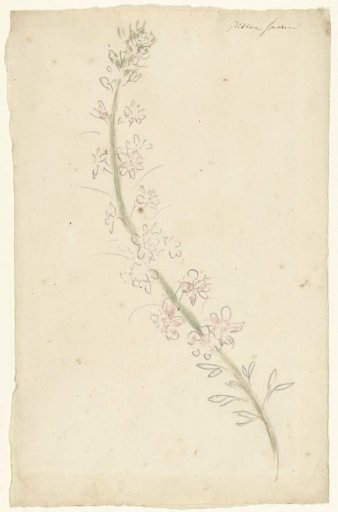 Larkspur