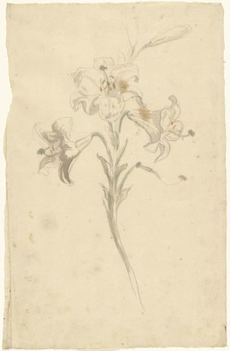 White lily