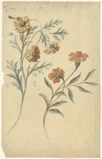 Flower study of a red and a brown flower