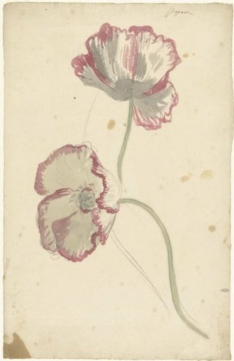 Two Studies of a Poppy
