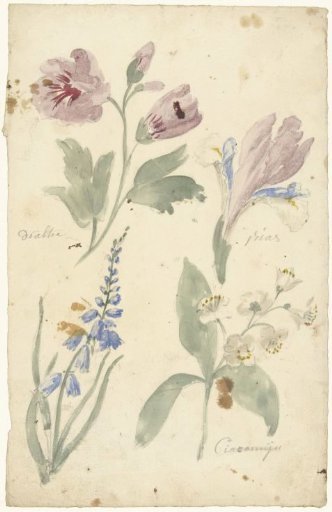Studies of flowers including an iris