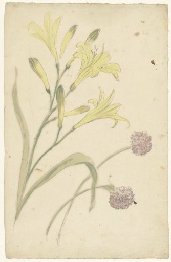 Flower studies of a yellow lily and a flowering onion