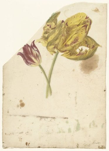 Study of two tulips