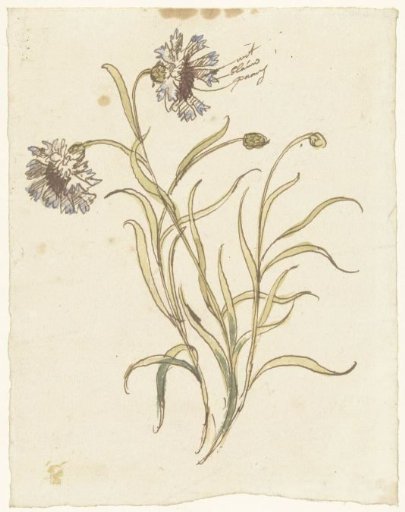 Carnations