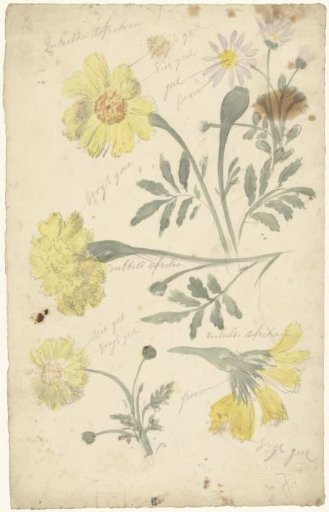 Flower studies of marigolds