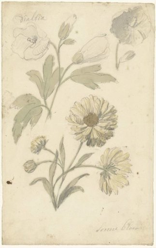 Studies of sunflowers and dahlia