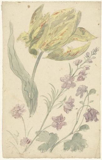 Study of a yellow tulip and another plant