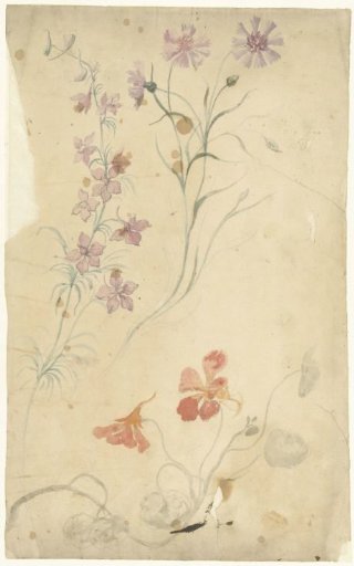 Studies of larkspur, carnation, and Indian cress