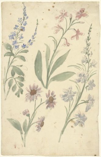 Four studies of pink and blue flowers