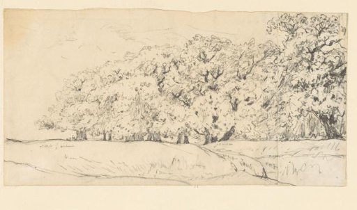 Sketch of a forest edge