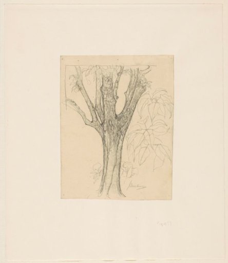 Trunk and leaves of a pear tree