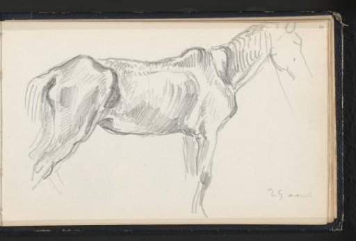 Side view of a lean horse, facing right