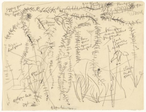 Aquatic plants, with color notes