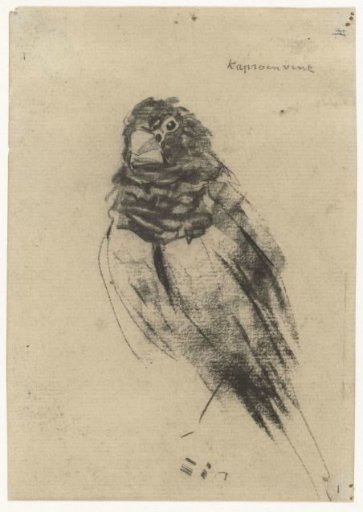 Hooded finch