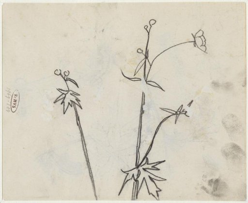 Plant study