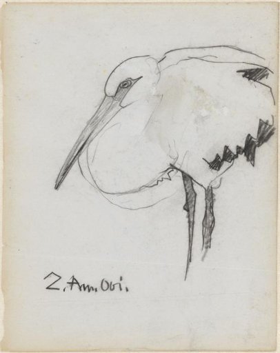 South American stork