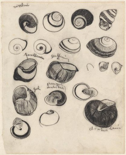 Study sheet with small shells